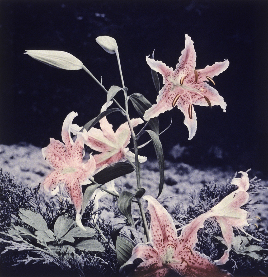 Branch of speckled lilies, hovering over dark foliage and background, photogravure