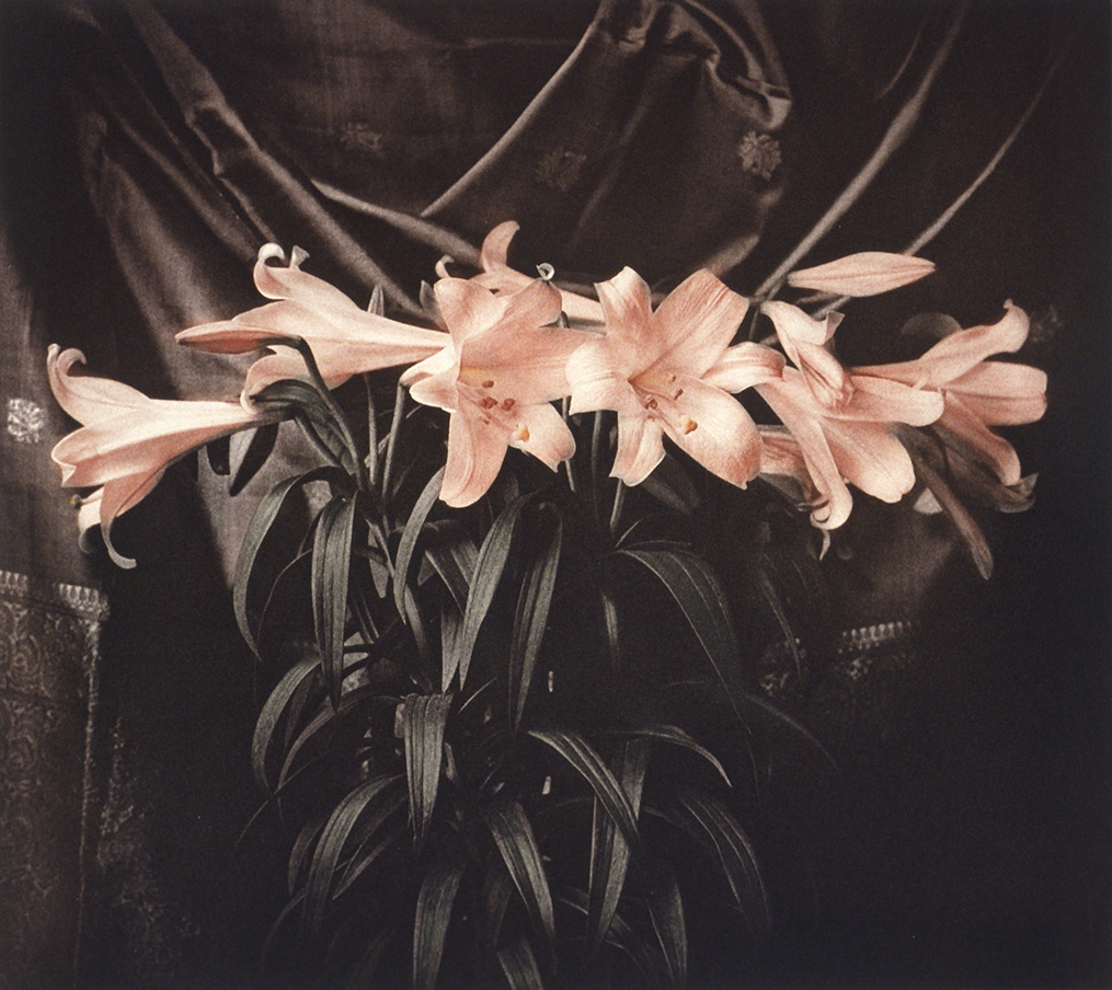 Bouquet of pink lilies in vase; flowers are luminous in contrast to dark, almost metallic, leaves and background, photogravure