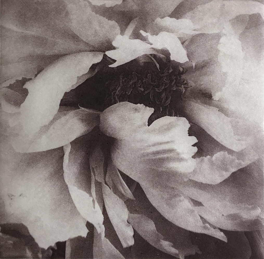 Close-up of Peony flower — color trial in gray tones, photogravure
