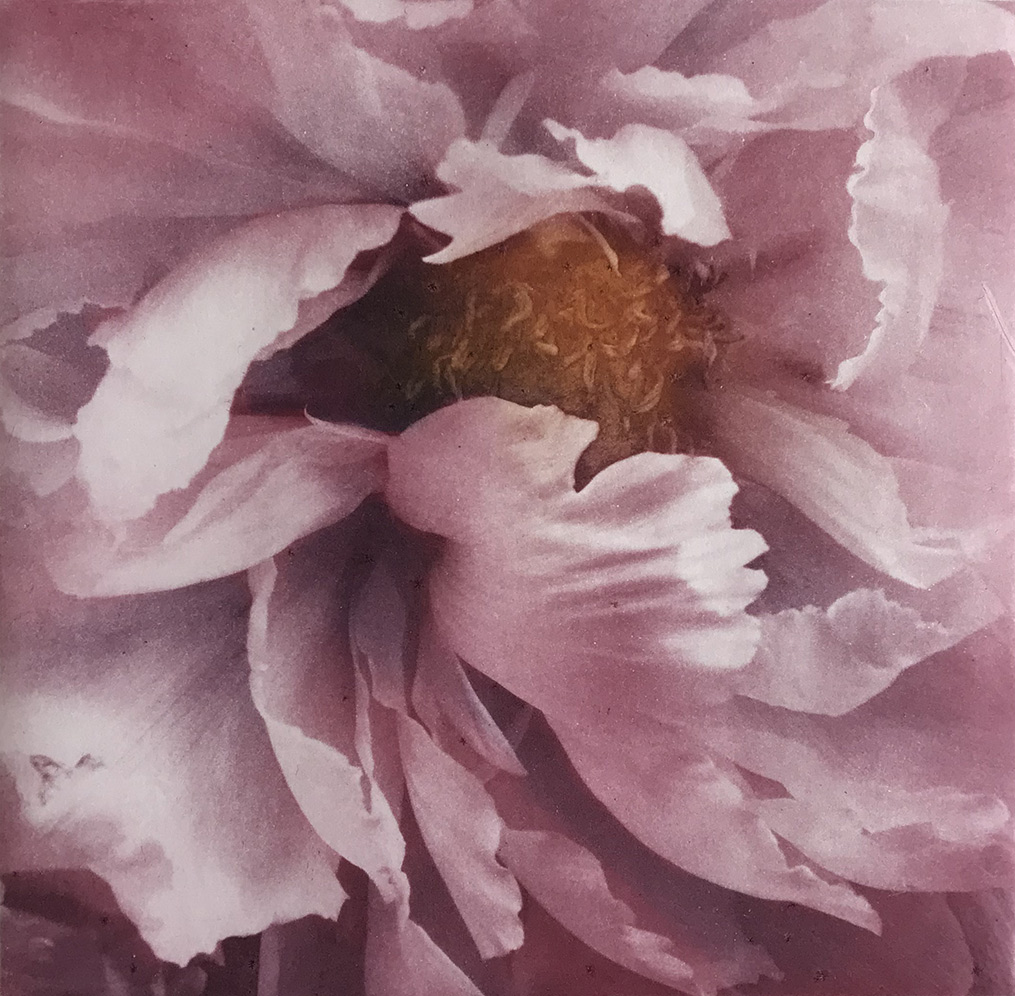 Close-up of Peony flower — color trial 2 in rose tones, photogravure