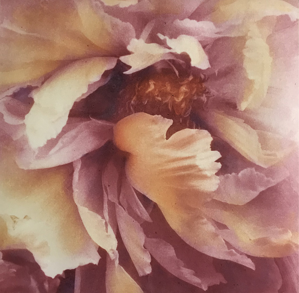 Close-up of Peony flower — color trial 3 in gold-orange tones, photogravure