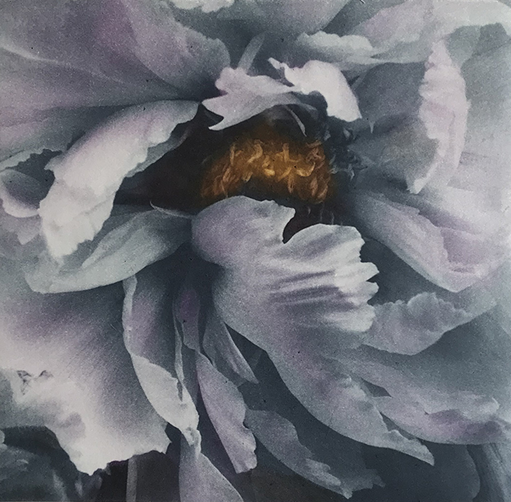 Close-up of Peony flower — color trial 4 in gray-purple tones, photogravure