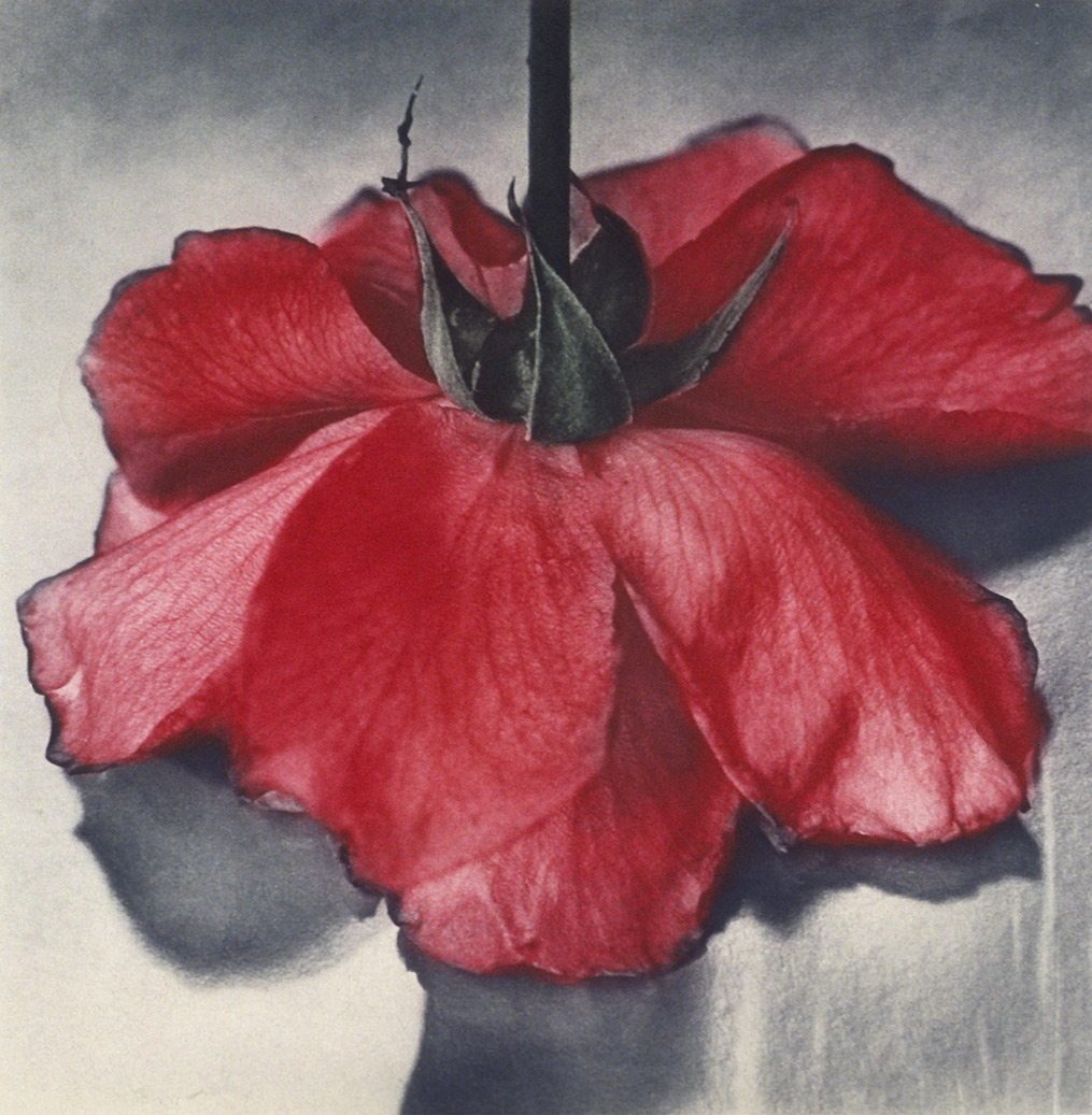 Red Rose stands face down on surface with dark shadows, stem upward, photogravure