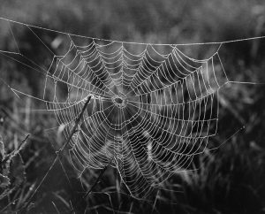 Black and white image of pale spiderweb, luminous with dew, against dark, blurred foliage.