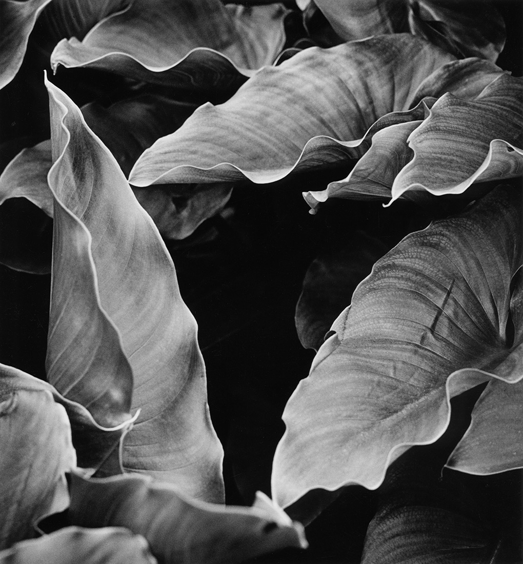 Black and white image of large V-shaped lily leaves forming a dramatic dark triangle.