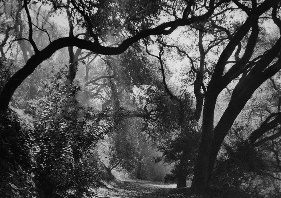 Lacelike pattern of leaning Live Oak trees in morning mist, their trunks and branches from black to different shades of gray, a dirt road invites us to continue through them.