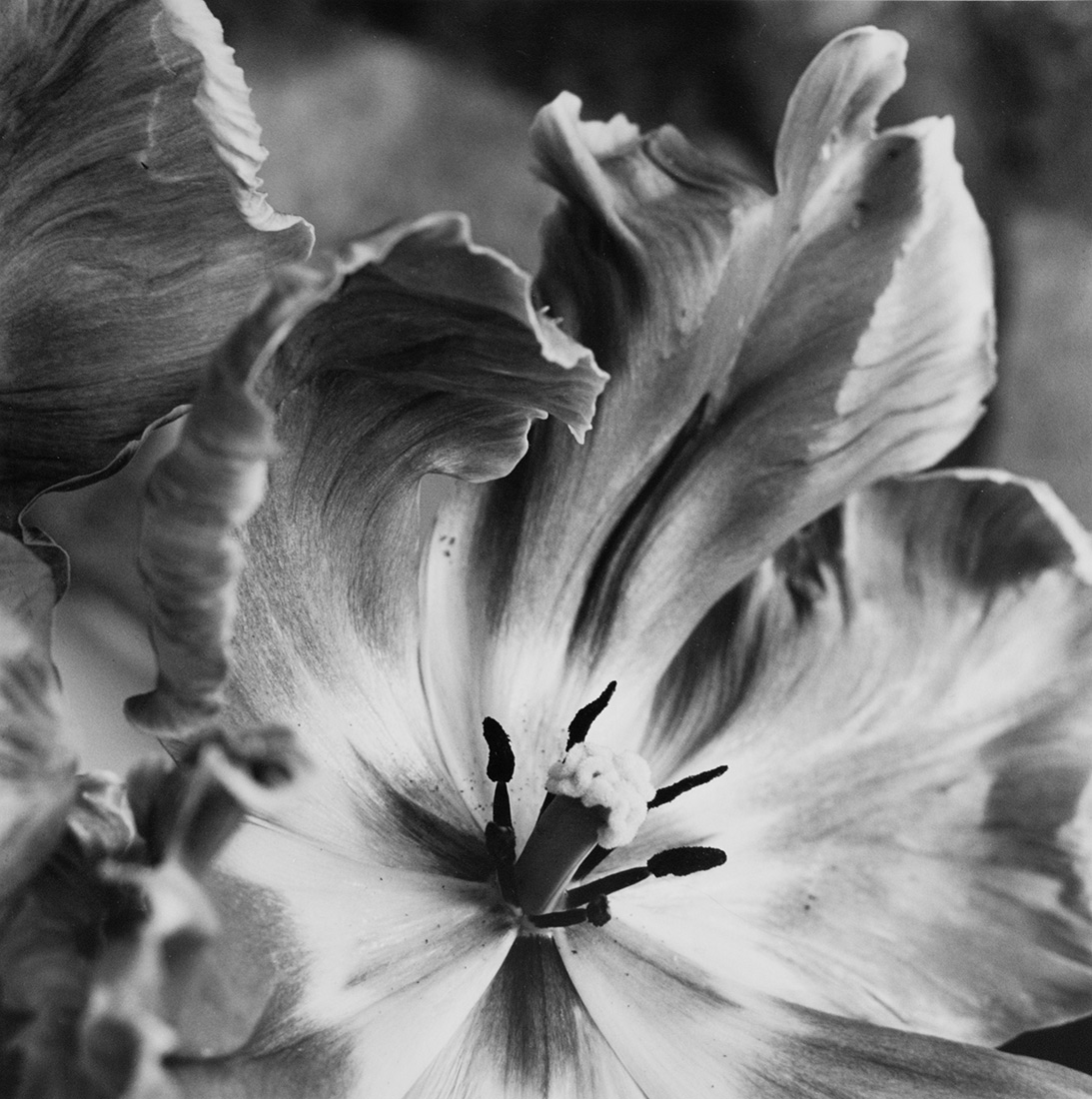 Black and white close-up of Parrot Tulip, the beautiful swirls of pattern on fringed petals and high-contrast pistil and stamen.