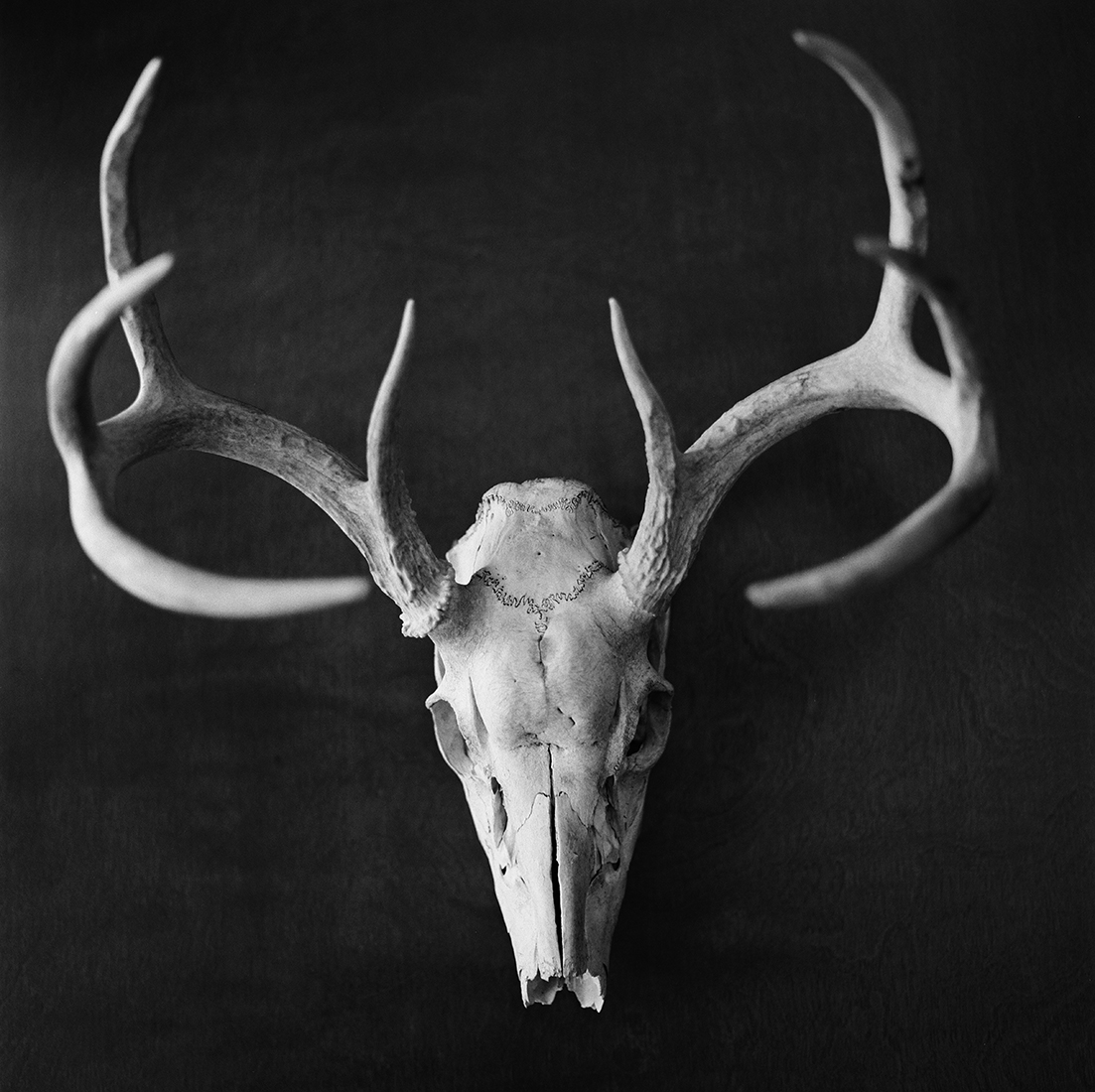 Stark white deer skull and antlers: the tiny black zigzagging lines on the forehead are sutures where bones meet.