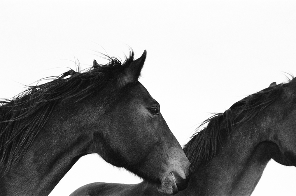 Closeup of 2 horses - neck, head and muzzle