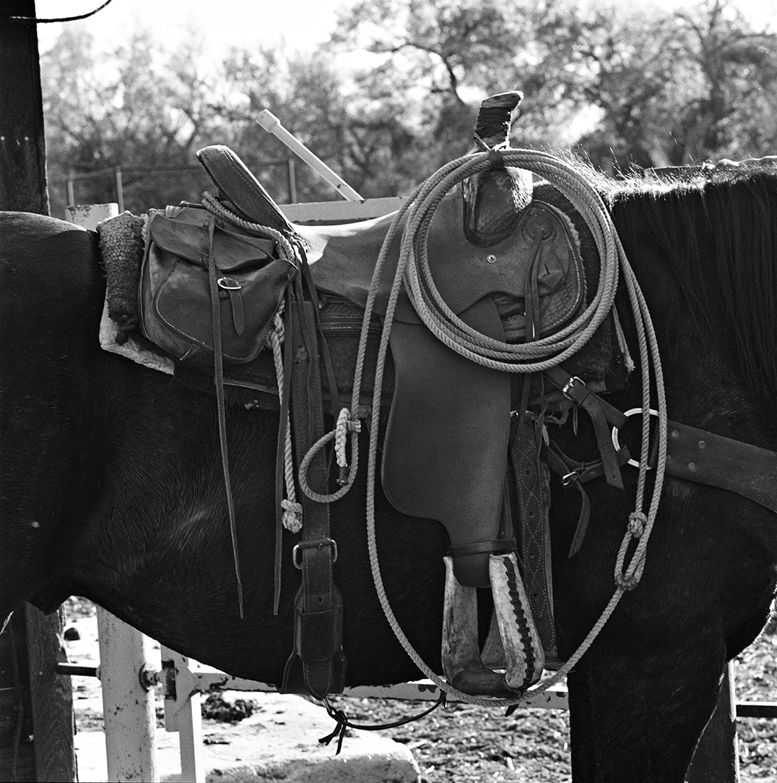 In this close-up of a saddled horse, the essential rope or lariat hangs from the saddle horn, ready for action.