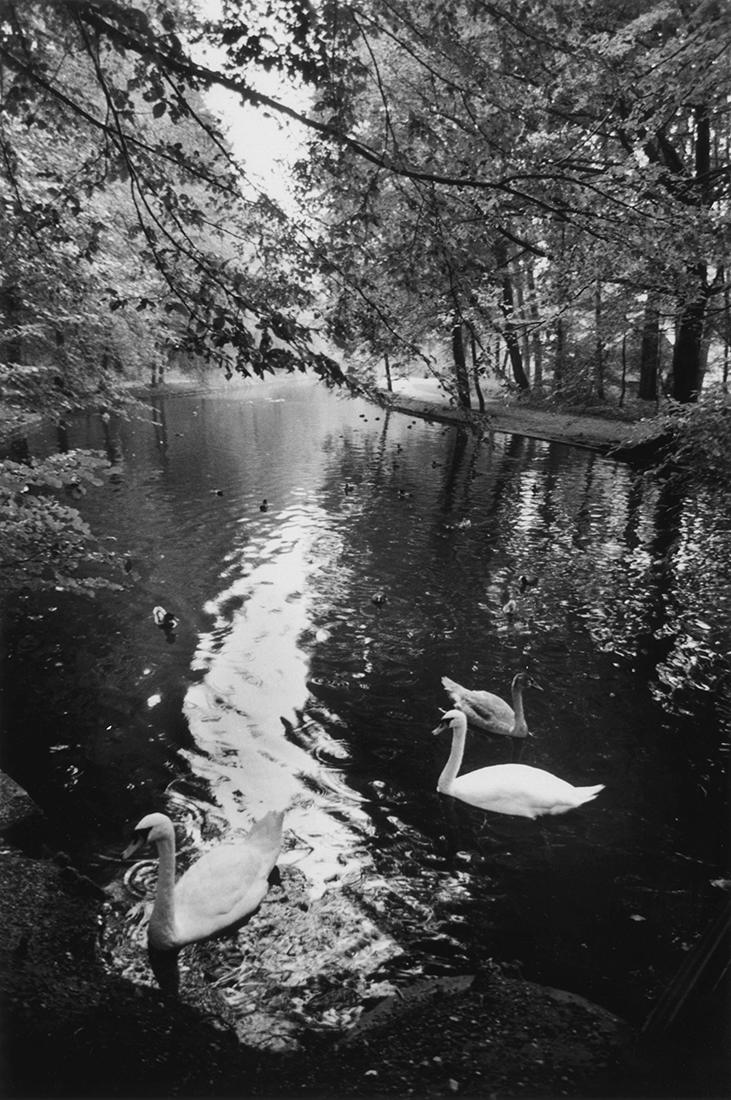 The watery texture of this dark channel reflects trees on either side, while white swans float on dark water and bright white reflection.