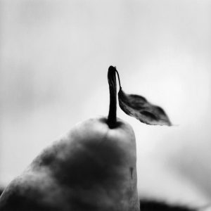 Black and white photograph, close-up of the top of a Pear with stem and leaf; contrasting focus and blurriness.