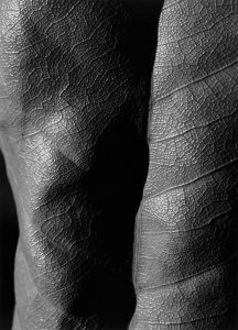 Black and white photograph of the veins and textures of a leaf, cropped to look like 2 legs.