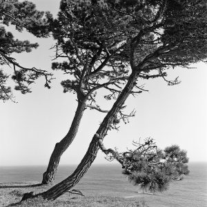 Black and white photograph of two Pacific Pine Trees, leaning at the same angle on a coastal bluff.