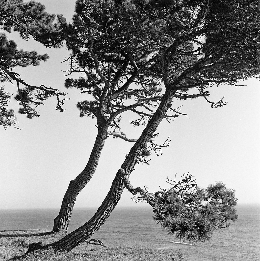 Black and white photograph of two Pacific Pine Trees, leaning at the same angle on a coastal bluff.