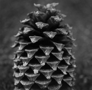 Black and white photograph emphasizing the triangular pattern of the Pine Cone's scales