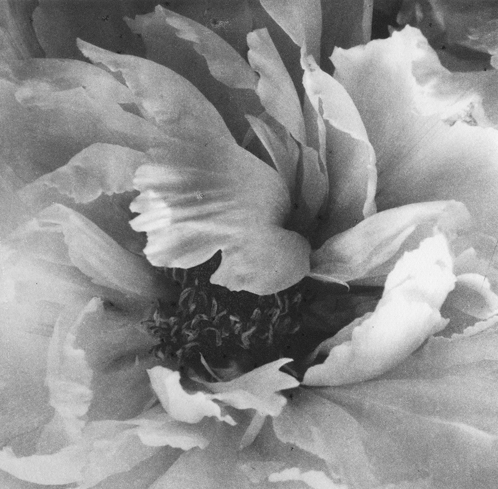 Black and white photograph of the Tree Peony's dark seeds within light petals