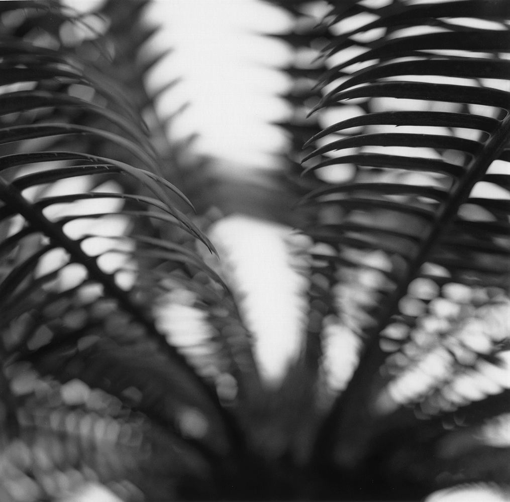 Black and white high-contrast photograph from the underside of a fern tree, contrasting sharp and blurry fronds.